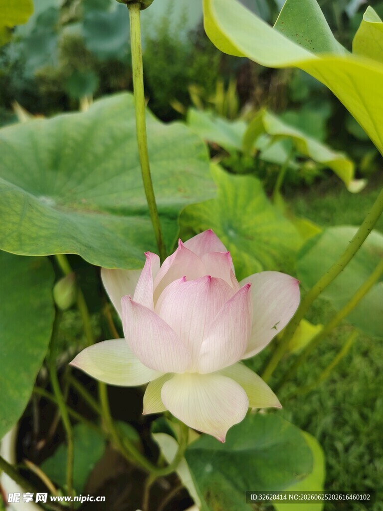 粉嫩荷花绽放绿叶间