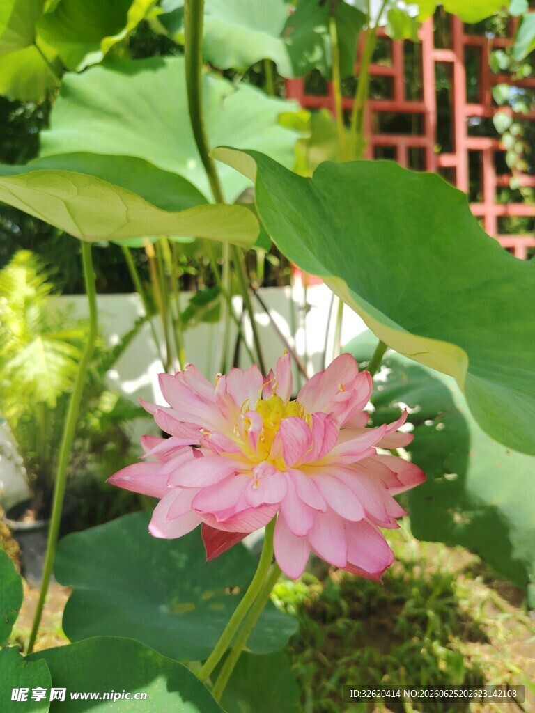 娇艳荷花绽放绿叶间