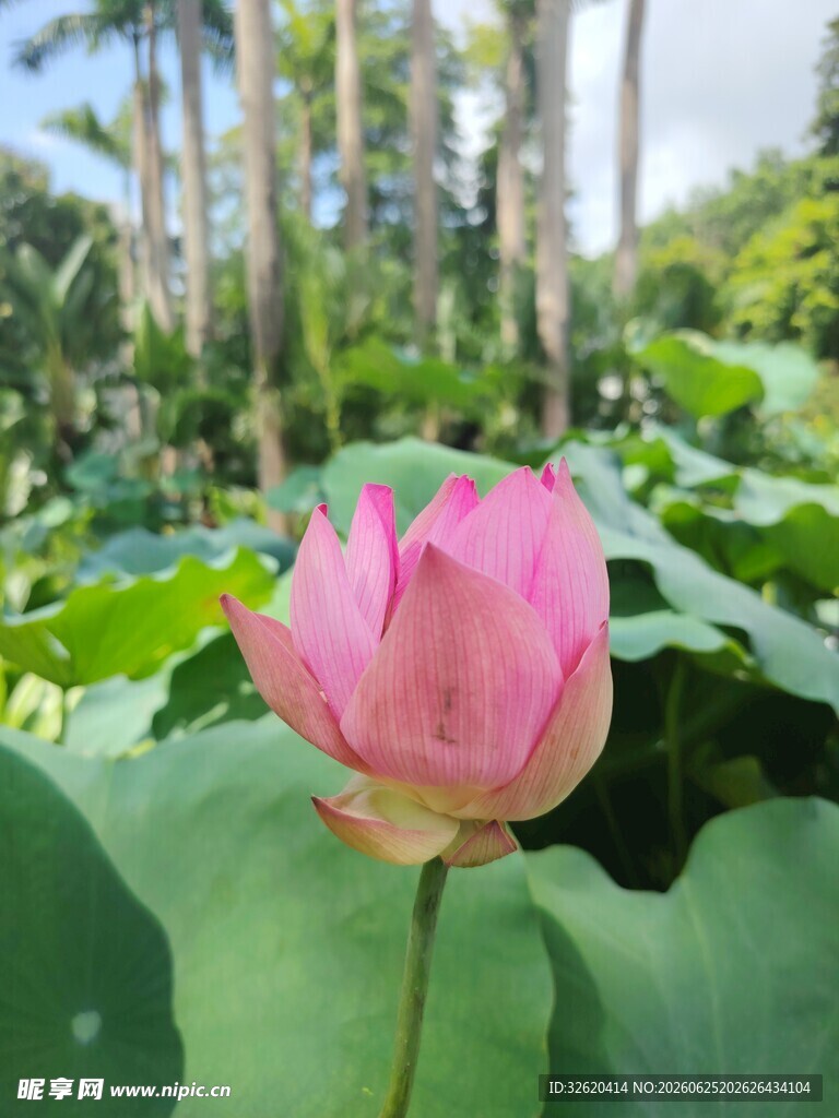 娇艳荷花绽放于绿叶间