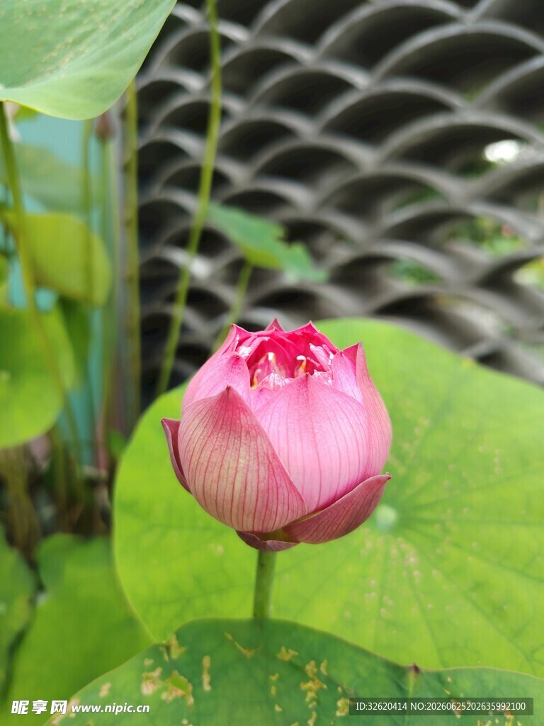 娇艳荷花绽放绿叶间