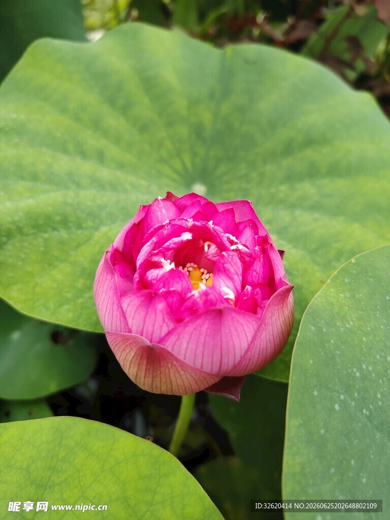 娇艳盛开的粉色荷花