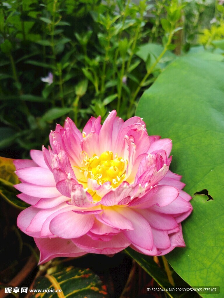 娇艳粉色荷花绽放