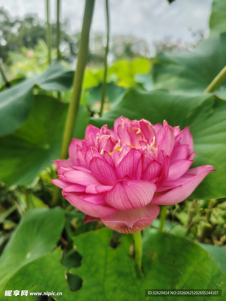 娇艳盛开的粉色荷花