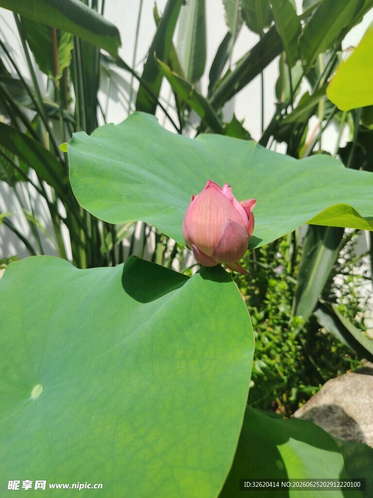 含苞待放的粉嫩荷花