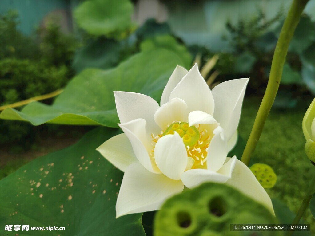 洁白荷花绽放于绿叶间