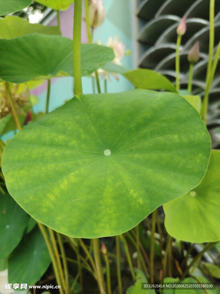 翠绿荷叶特写