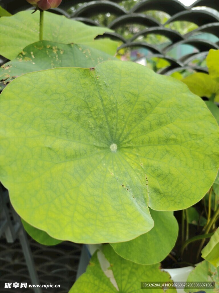 翠绿荷叶特写