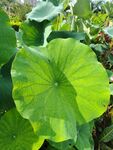 翠绿荷叶绽放生机