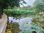 夏日荷塘景致