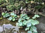中式庭院荷塘景致