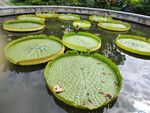 巨大王莲漂浮于水面