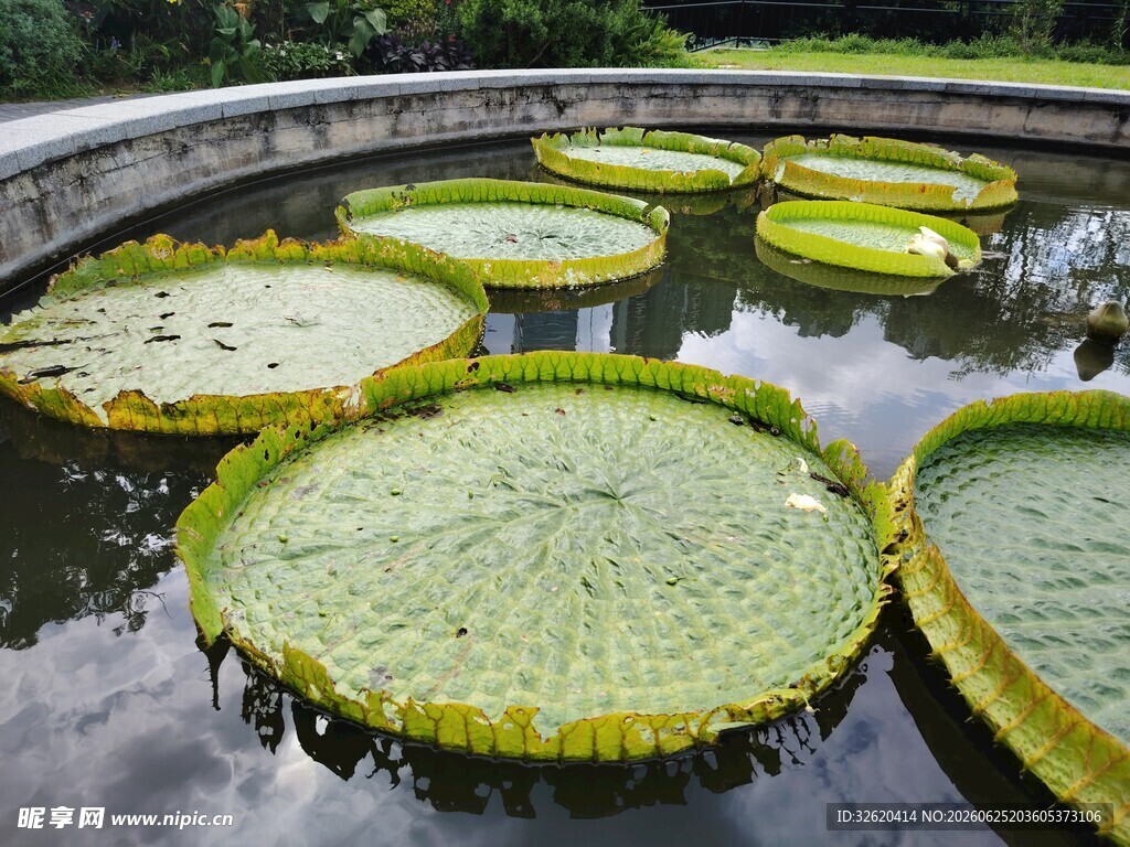 巨大王莲漂浮在水面