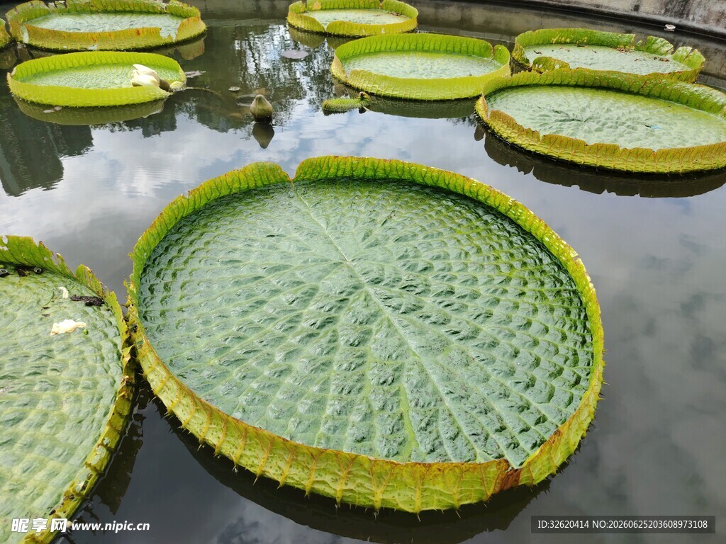巨大王莲叶片漂浮水面