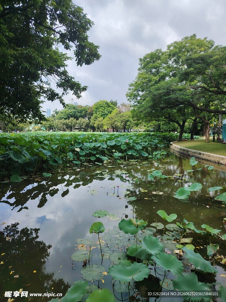 荷塘景致