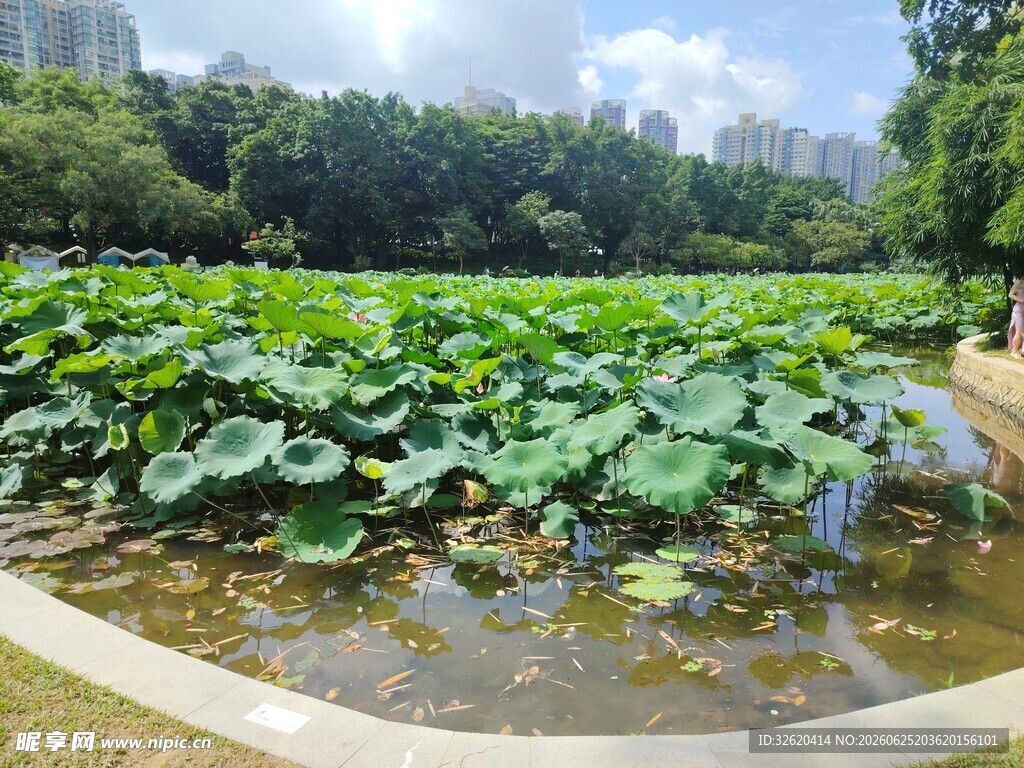 荷塘绿意