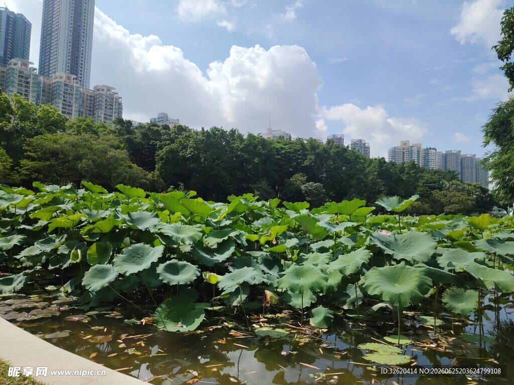 荷塘绿意
