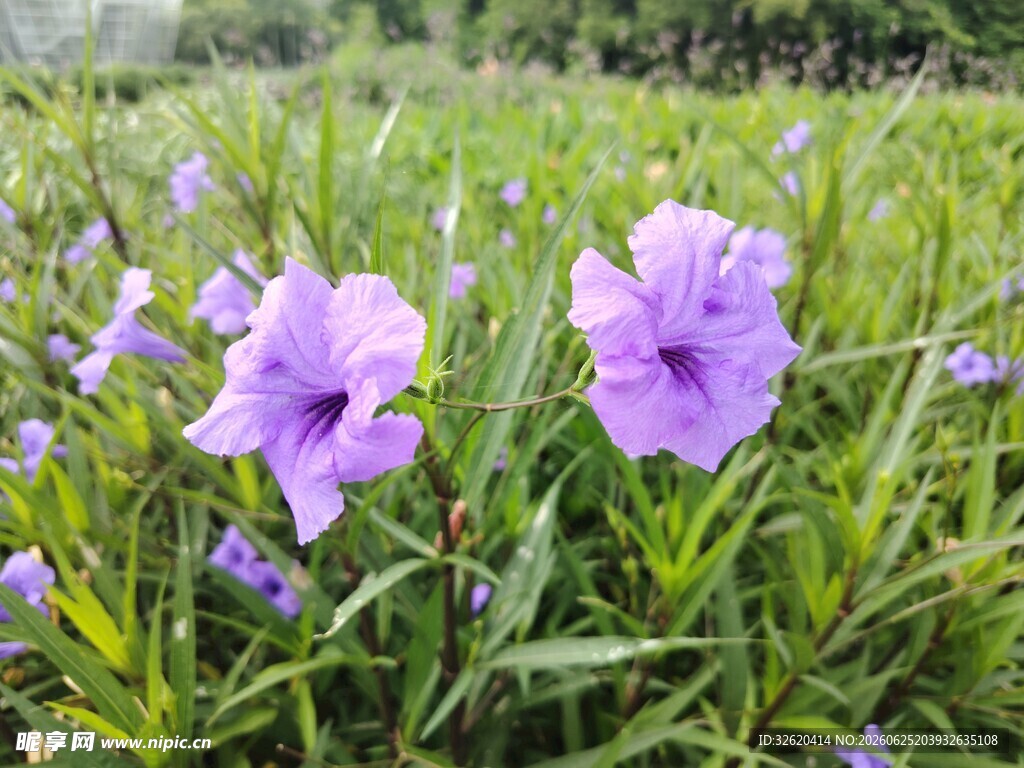 翠芦莉