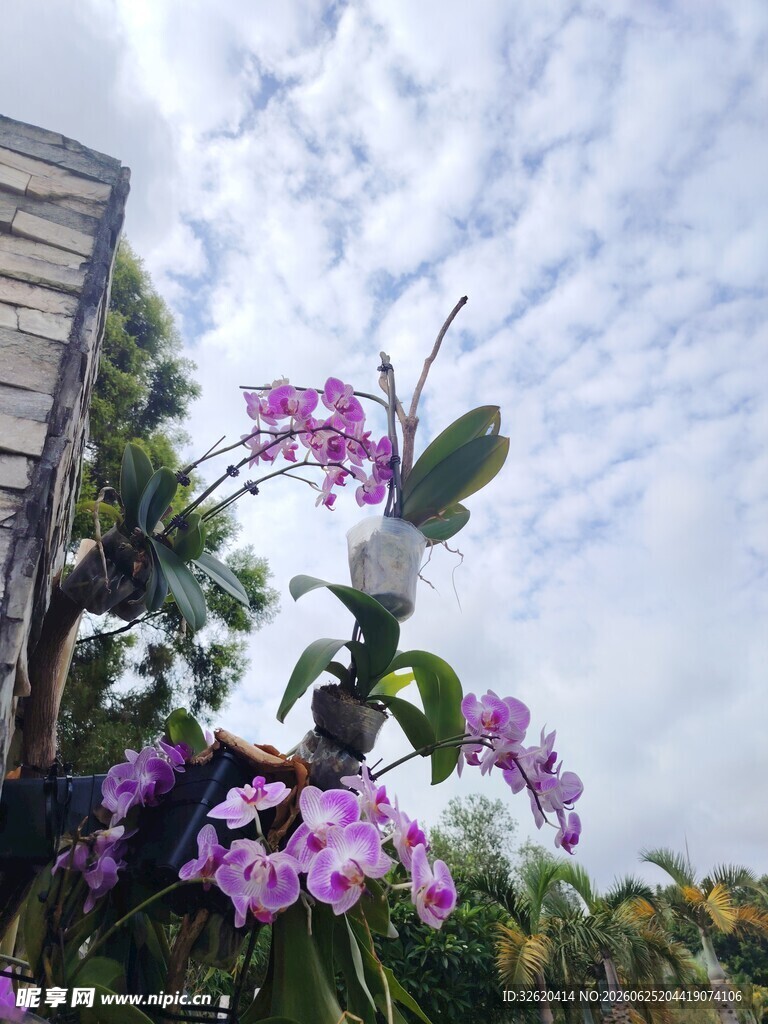 蝴蝶兰