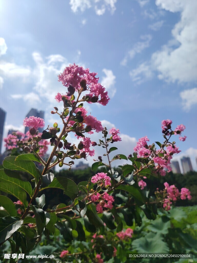 紫薇花