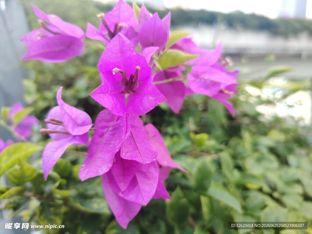 三角梅