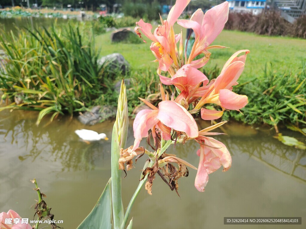 美人蕉