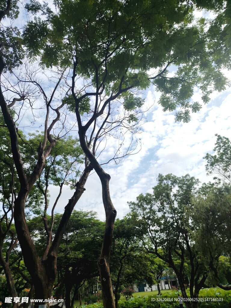 林间绿荫