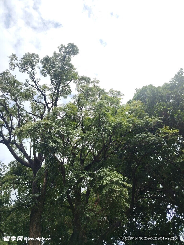 繁茂绿树