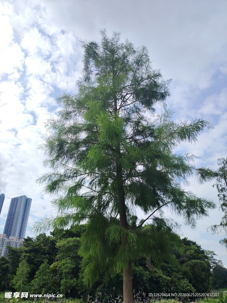 城市中挺拔的葱郁大树