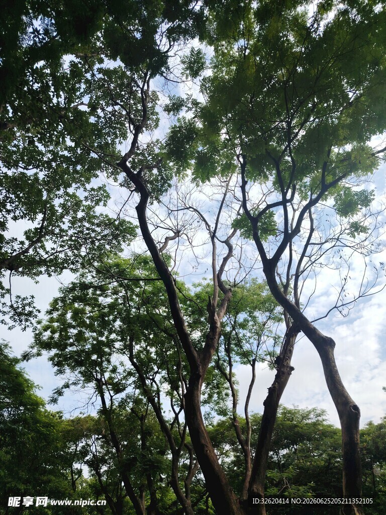 繁茂树林