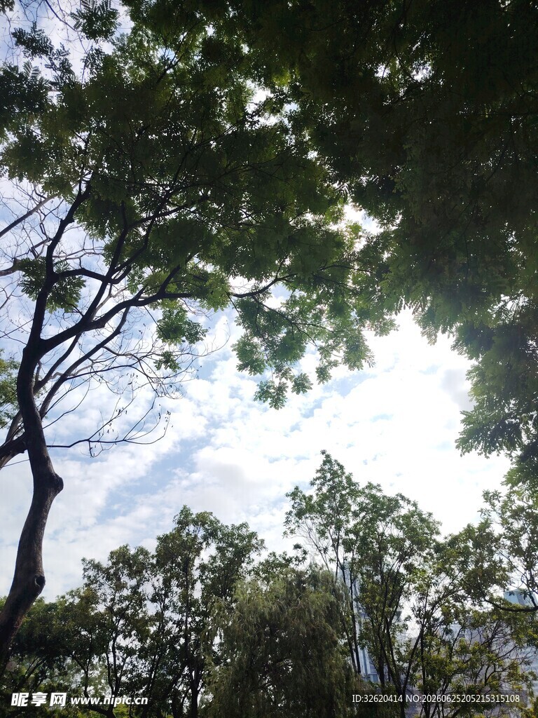 仰视树冠