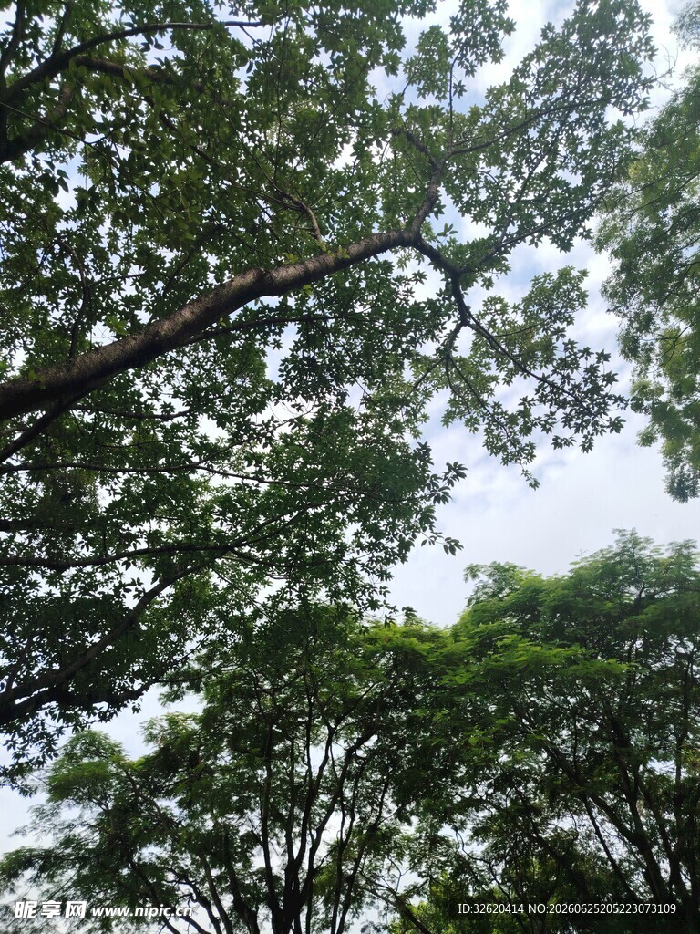 仰视繁茂树冠