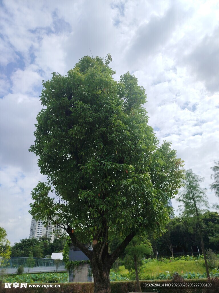 葱郁大树立于开阔绿地