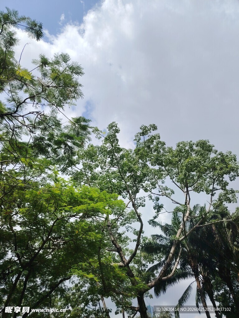 仰视葱郁树冠与蓝天