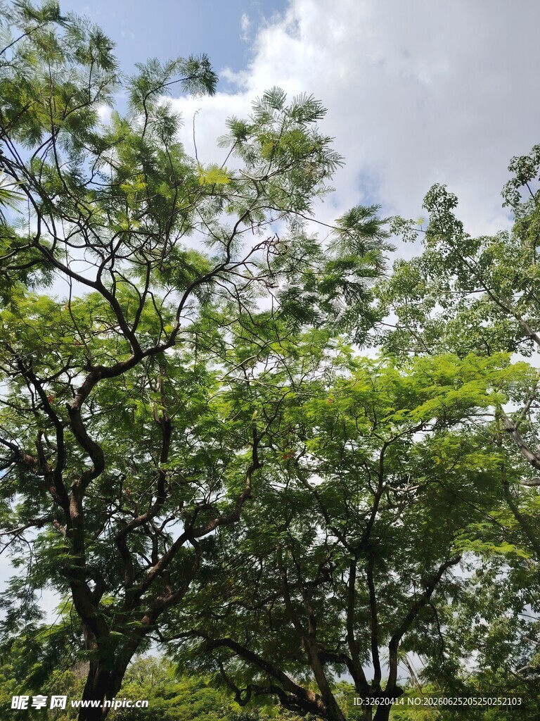 繁茂绿树