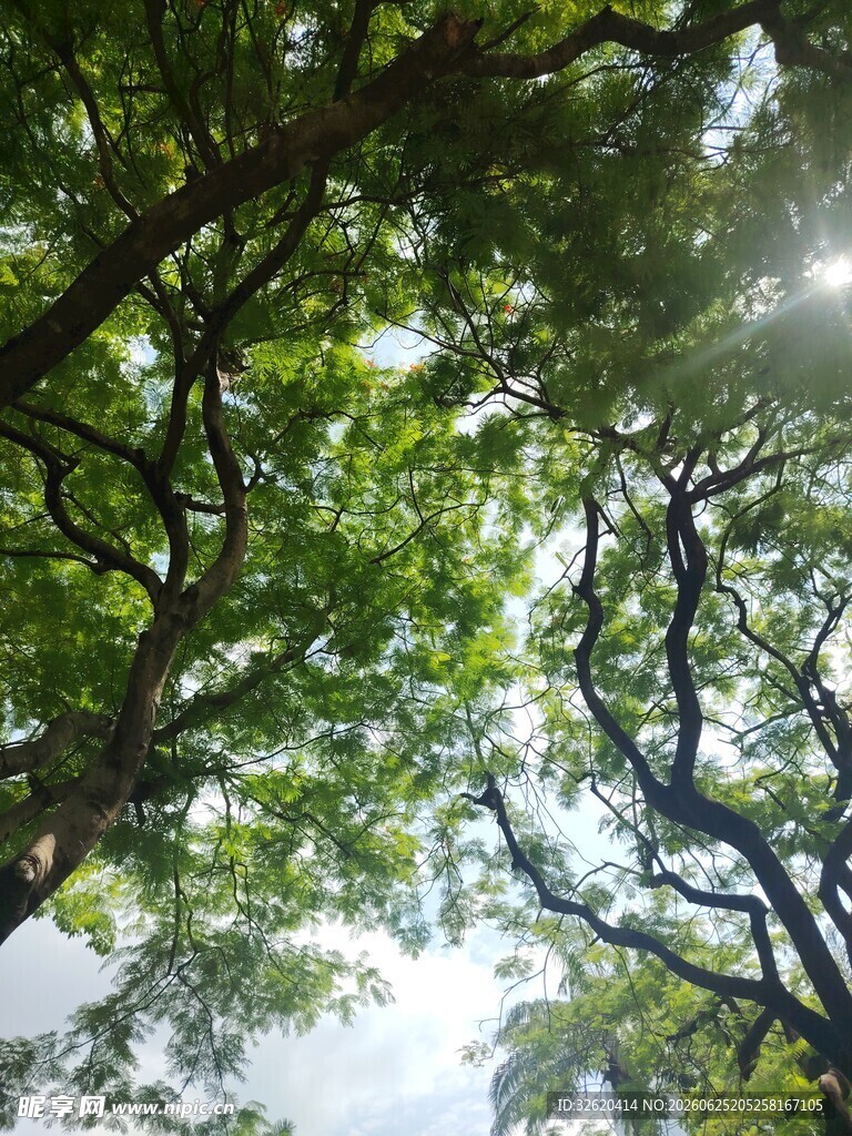 仰视繁茂枝叶间的天空