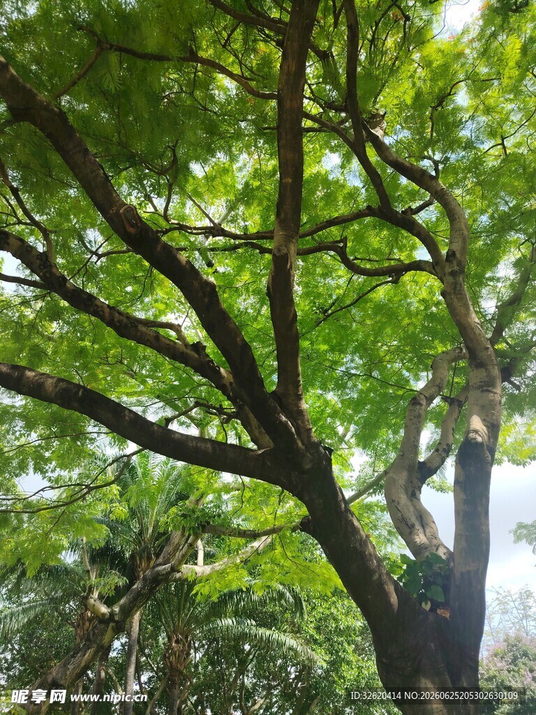 繁茂绿树展现盎然生机