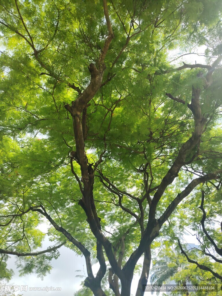 仰视葱郁大树