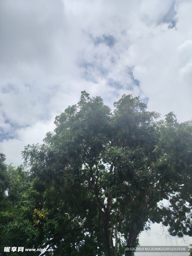 天空下的繁茂绿树