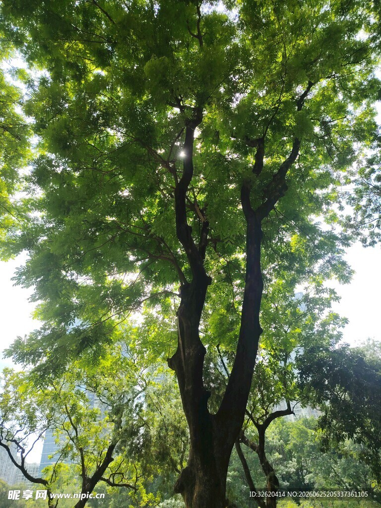 阳光透过枝叶的绿意景象