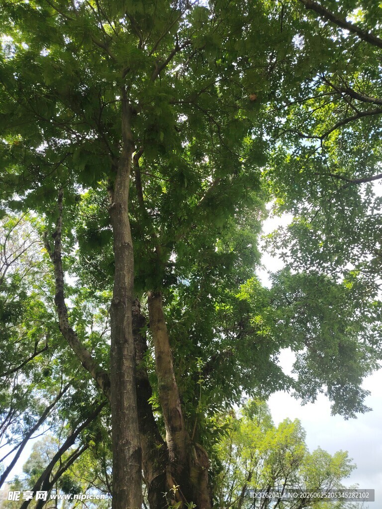茂密树林中的高大树木