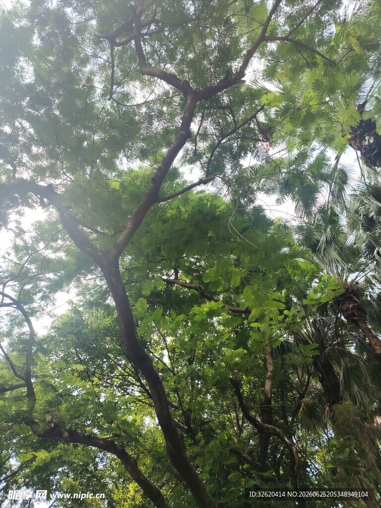繁茂的绿树景观