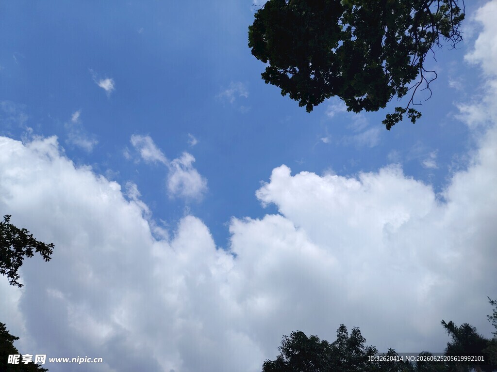 仰望蓝天与树梢