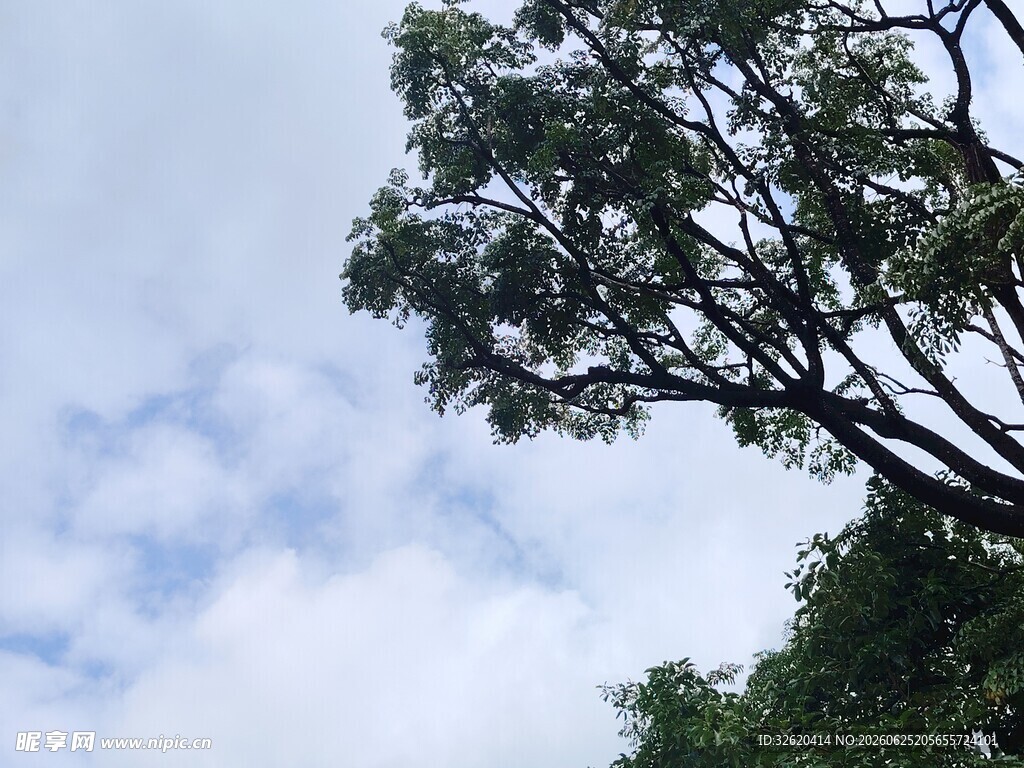 仰望蓝天绿树