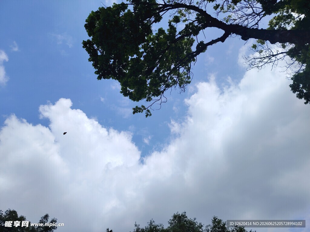 蓝天白云下的繁茂树枝