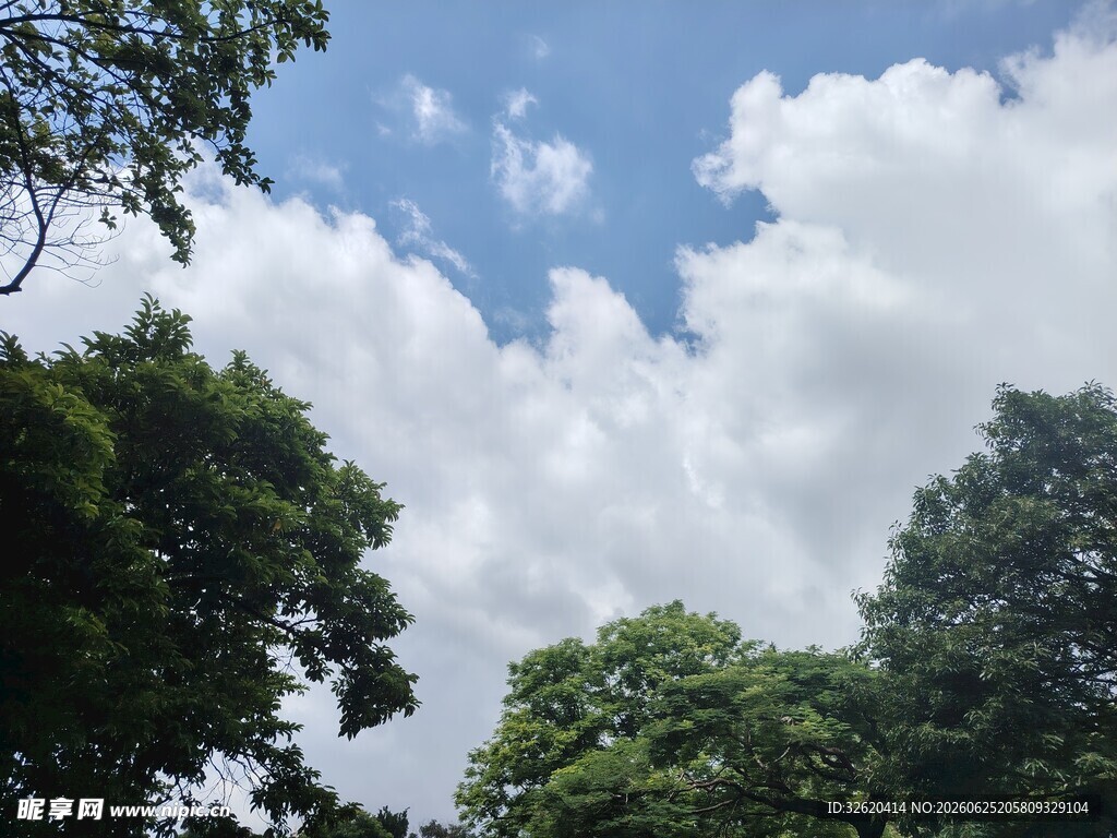 蓝天白云下的葱郁树林