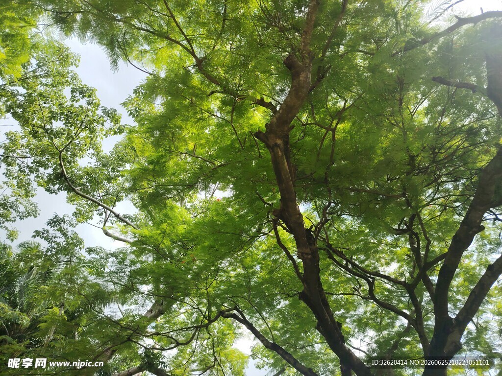 夏日葱郁绿树