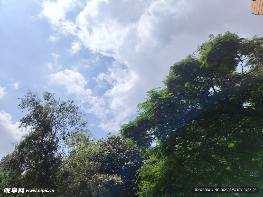 蓝天白云下的葱郁树林