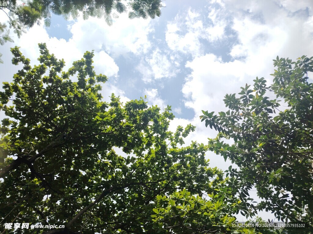 仰视绿树蓝天