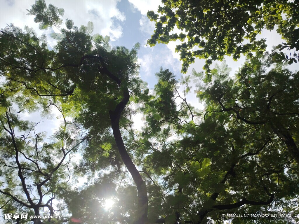 阳光透过枝叶洒下的美景