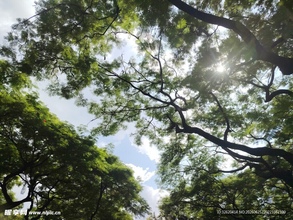 阳光透过枝叶洒下的美景